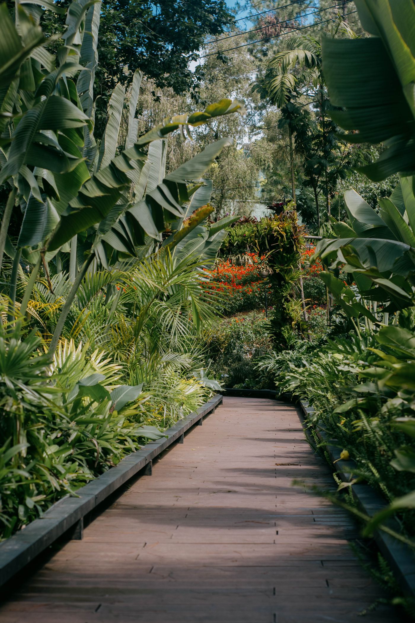 A walkway through lush plants in a botanical garden.