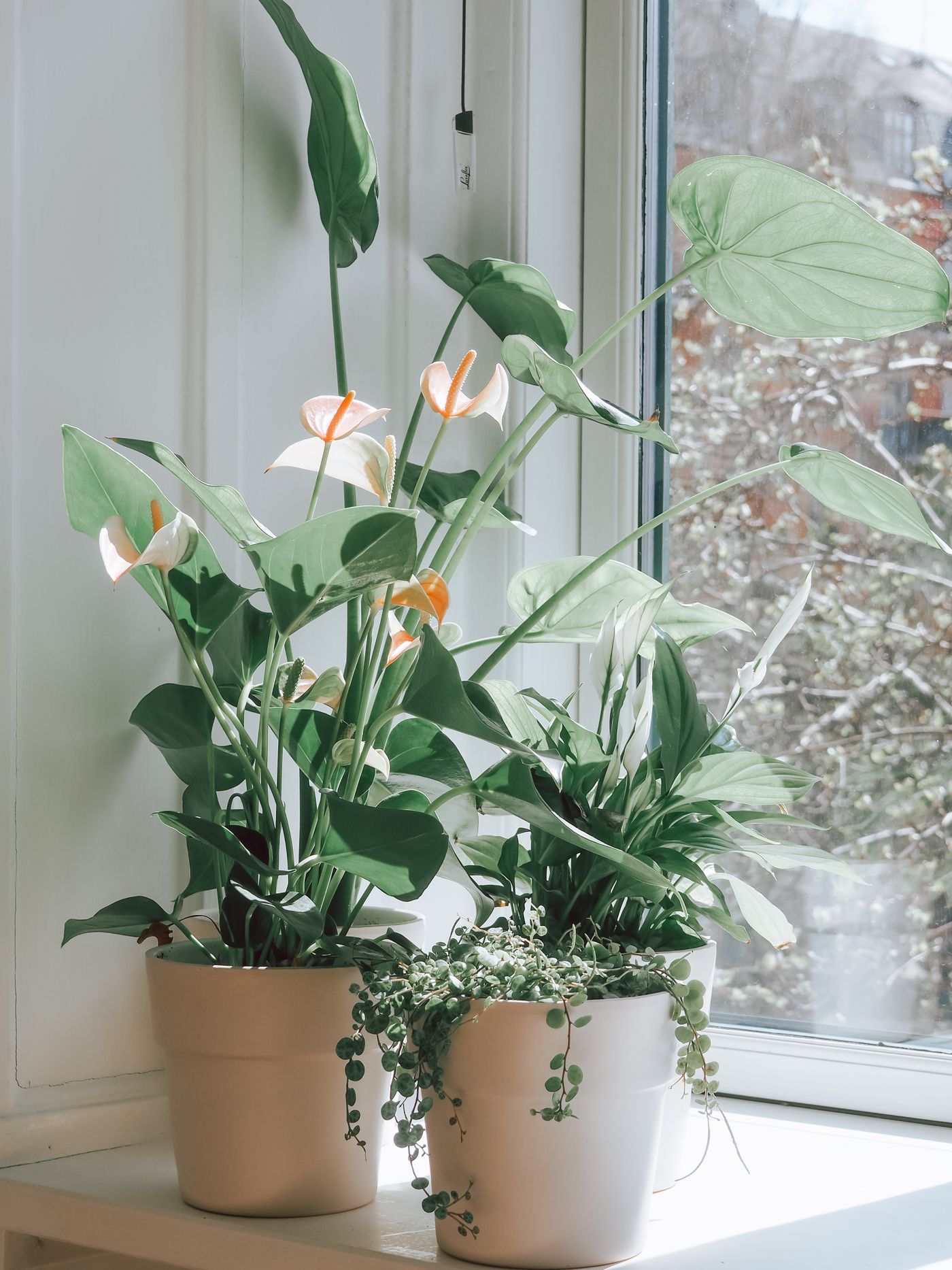 Houseplants grouped in pots beside a bright window.