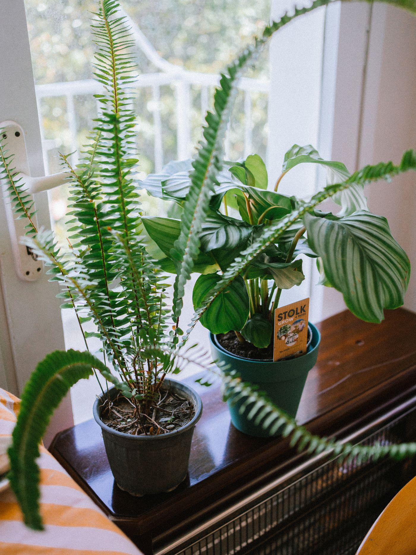 Potted plants arranged along a sunlit windowsill.